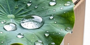 疏水型纸张防水油批发：荷叶疏水成膜的环保防潮方案