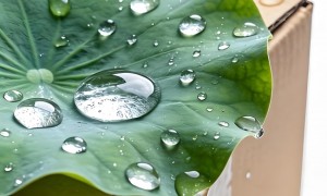 疏水型纸张防水油批发：荷叶疏水成膜的环保防潮方案