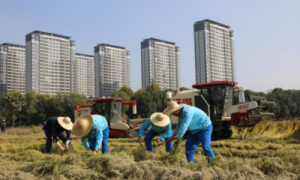 中国石油浙江销售湖州分公司唱响助农赞歌，描绘乡村振兴美丽画卷